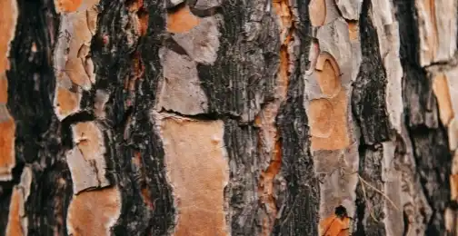 3 Surprising Benefits of Pine Bark Extract Powder